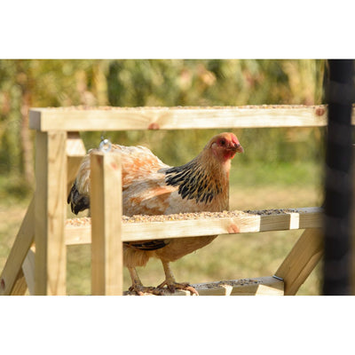 Henne mit rotem Kamm und gemustertem Gefieder auf einer Holzplattform im Garten, im Hintergrund unscharfe grüne Pflanzen.