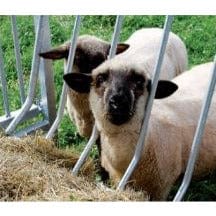 Viereckraufe für Schafe Patura Sanilu
