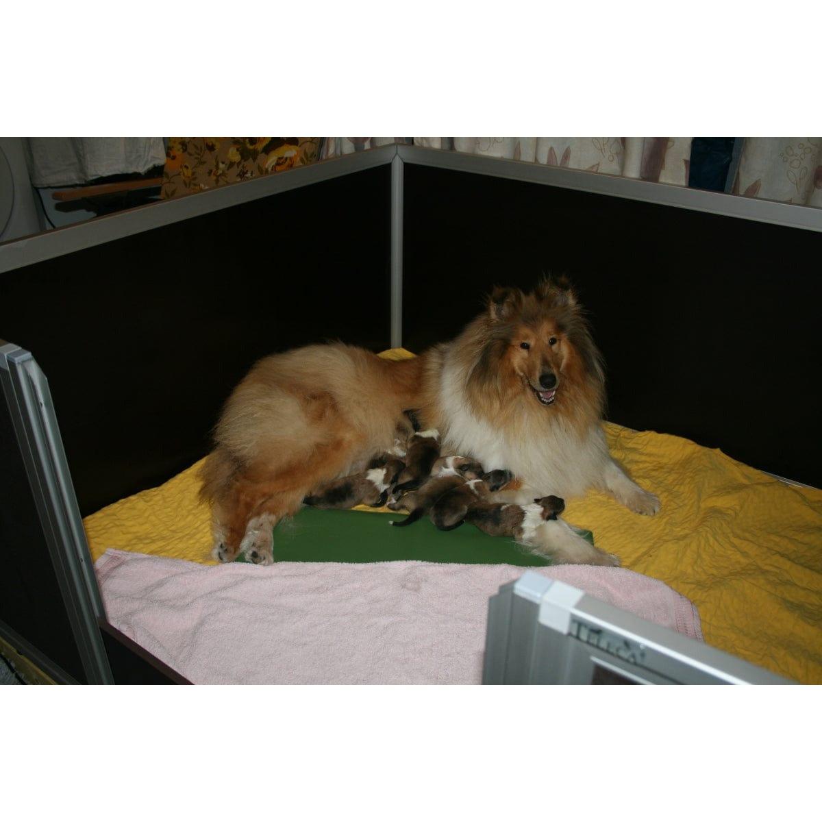 Heizmatte für Hundebox und Kennel, 40 x 60 cm