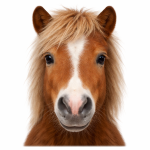 Pony
