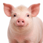 Schwein