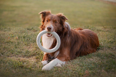 DIY dog toys: simple and inexpensive ideas to make yourself