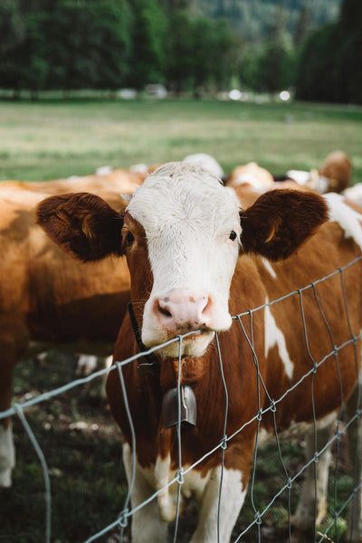 Maintenance and care: how to keep your pasture fence functional for a long time