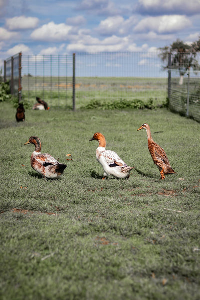 The role of pasture fence nets in pest control