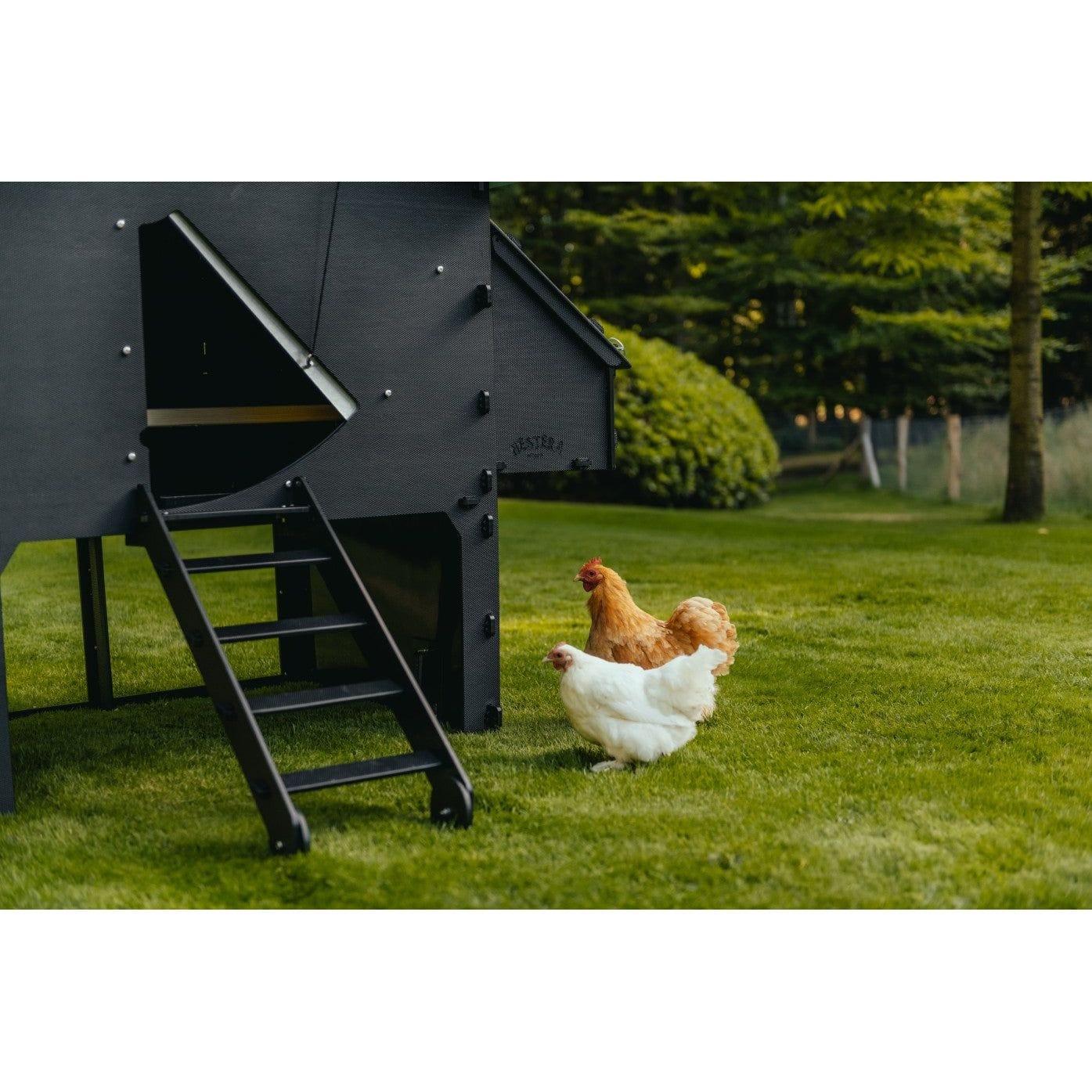 Nestera Chicken Coop Medium Sanilu Sanilu