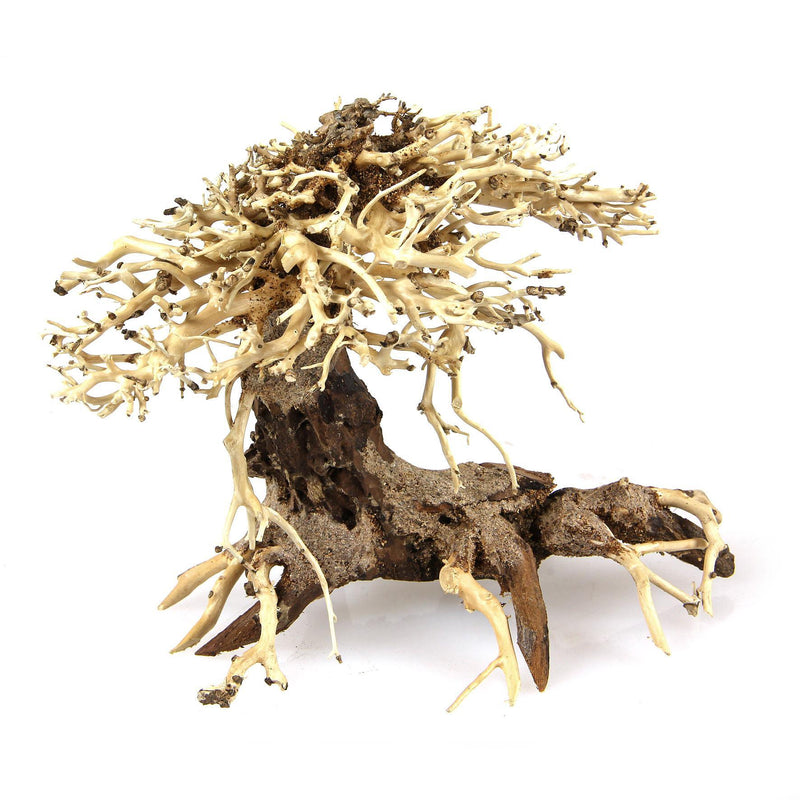 Tree, Bonsai Banyan, Root 2