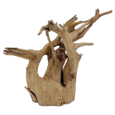 Corbo root small