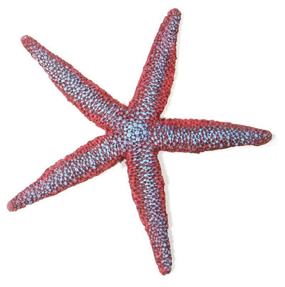 Starfish, purple