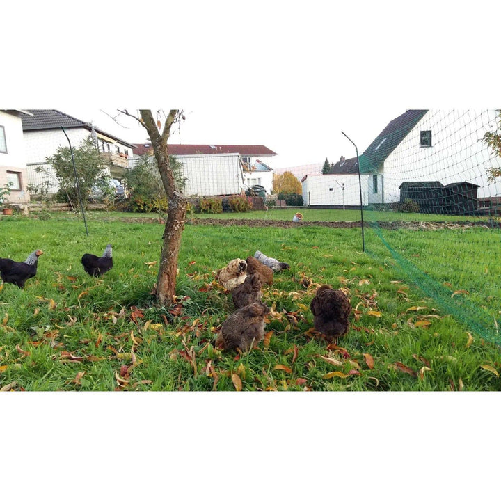 Chicken coop with chickens