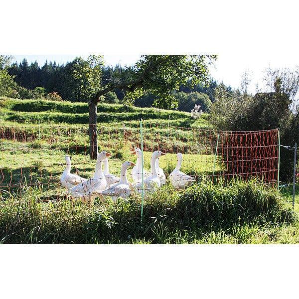 Chicken fence with geese