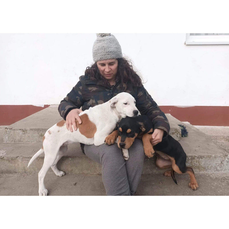 Help street dogs in need with a donation! Sanilu Sanilu