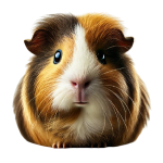 Guinea pig