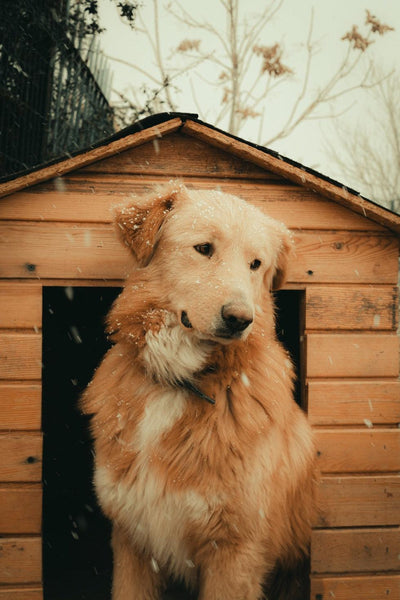 Construire soi-même une niche pour son chien : Un guide étape par étape