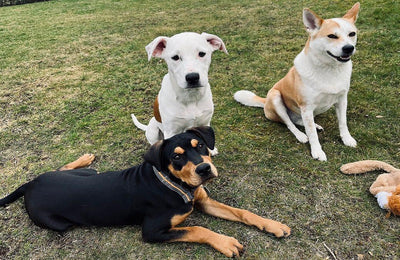 Adopter un chien - Ces possibilités existent