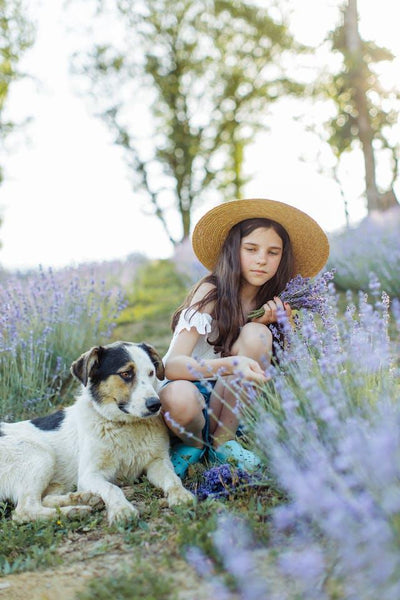 Chienne en gestation - Ce qui est important maintenant