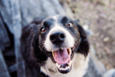 Nourrir son chien de façon végétalienne - Pourquoi ce n'est pas une bonne idée