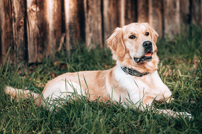 Comment aménager un jardin pour chiens : Sûr et amusant