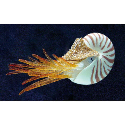 Nautilus flottant