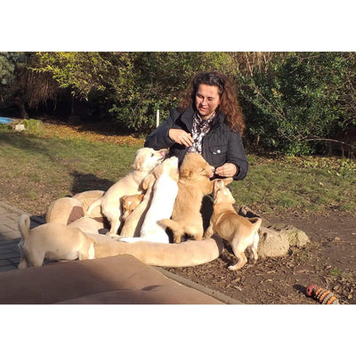 Faites un don pour aider les chiens de rue en détresse ! Sanilu Sanilu