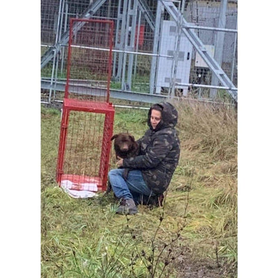 Faites un don pour aider les chiens de rue en détresse ! Sanilu Sanilu