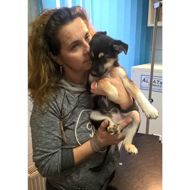 Aiutate i cani di strada in difficoltà con una donazione! Sanilu Sanilu