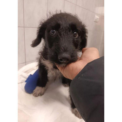 Aiutate i cani di strada in difficoltà con una donazione! Sanilu Sanilu